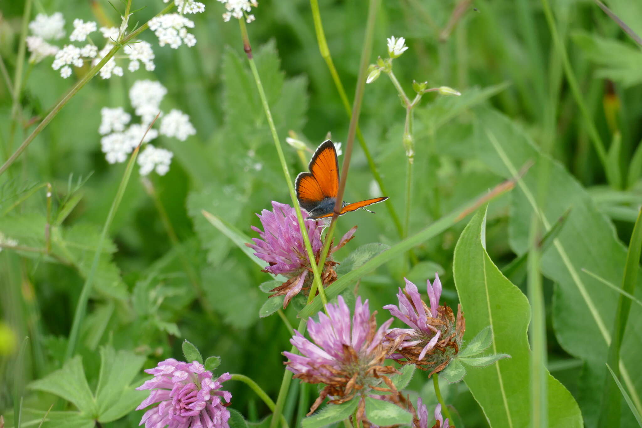 Image of <i>Lycaena hippothoe eurydame</i>