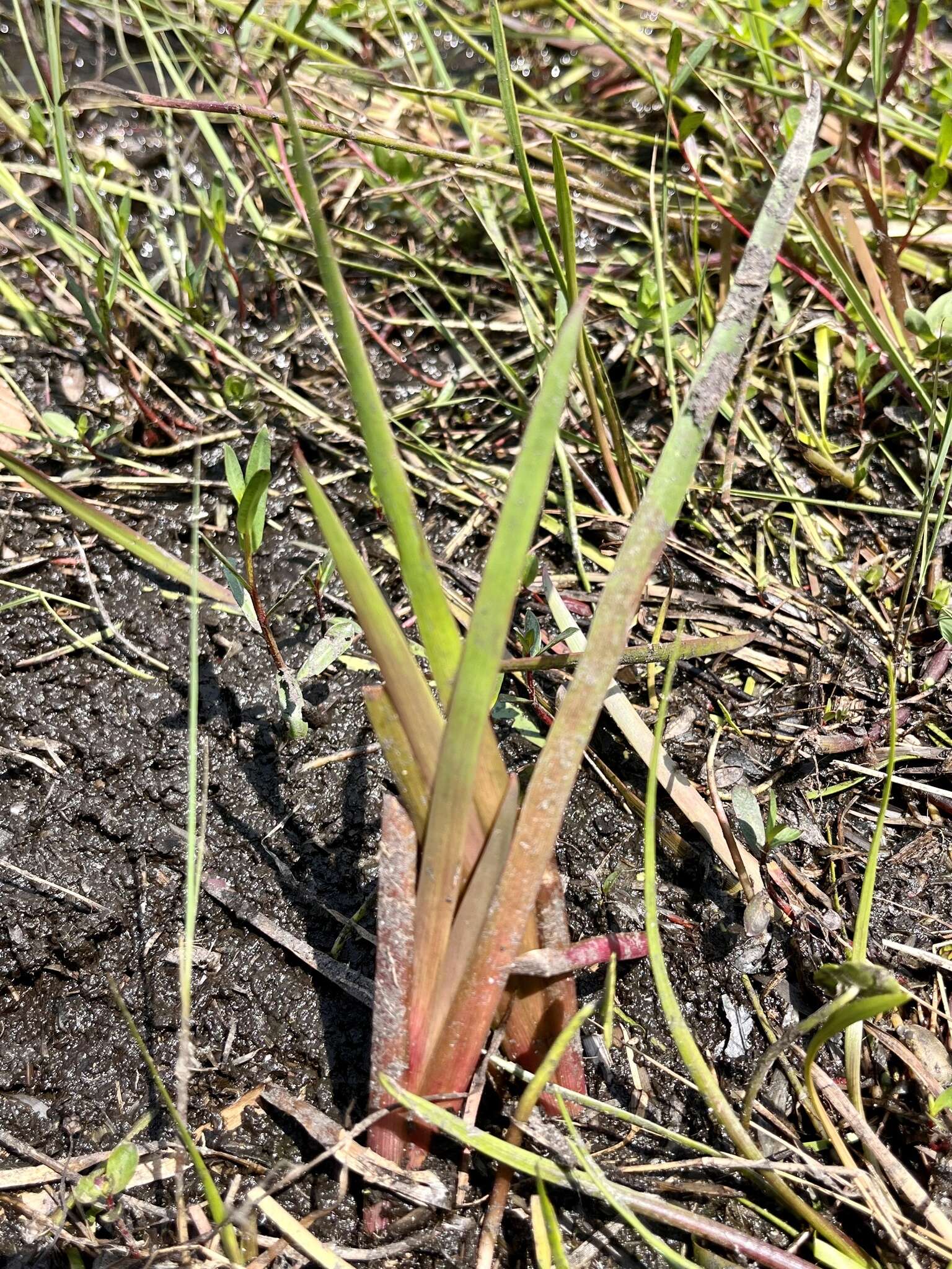 Image of Juncus polycephalus Michx.