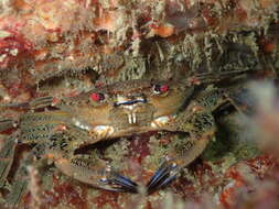 Image of Jewel anemone