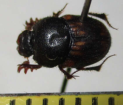 Image of Onthophagus suffusus Klug 1855