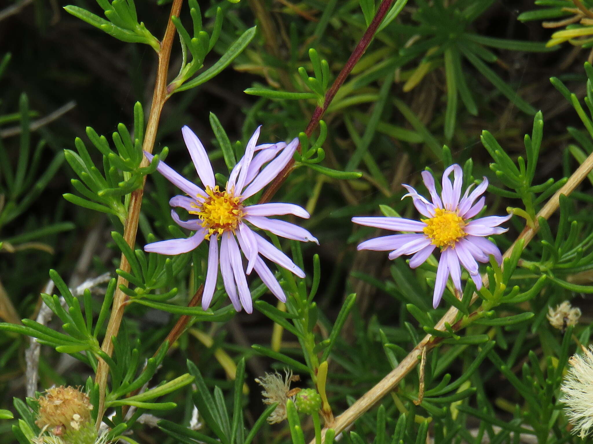 Felicia fruticosa subsp. fruticosa resmi