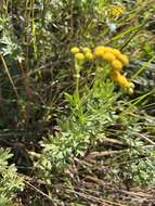 Image of Schistostephium crataegifolium (DC.) Fenzl ex Harv. & Sond.