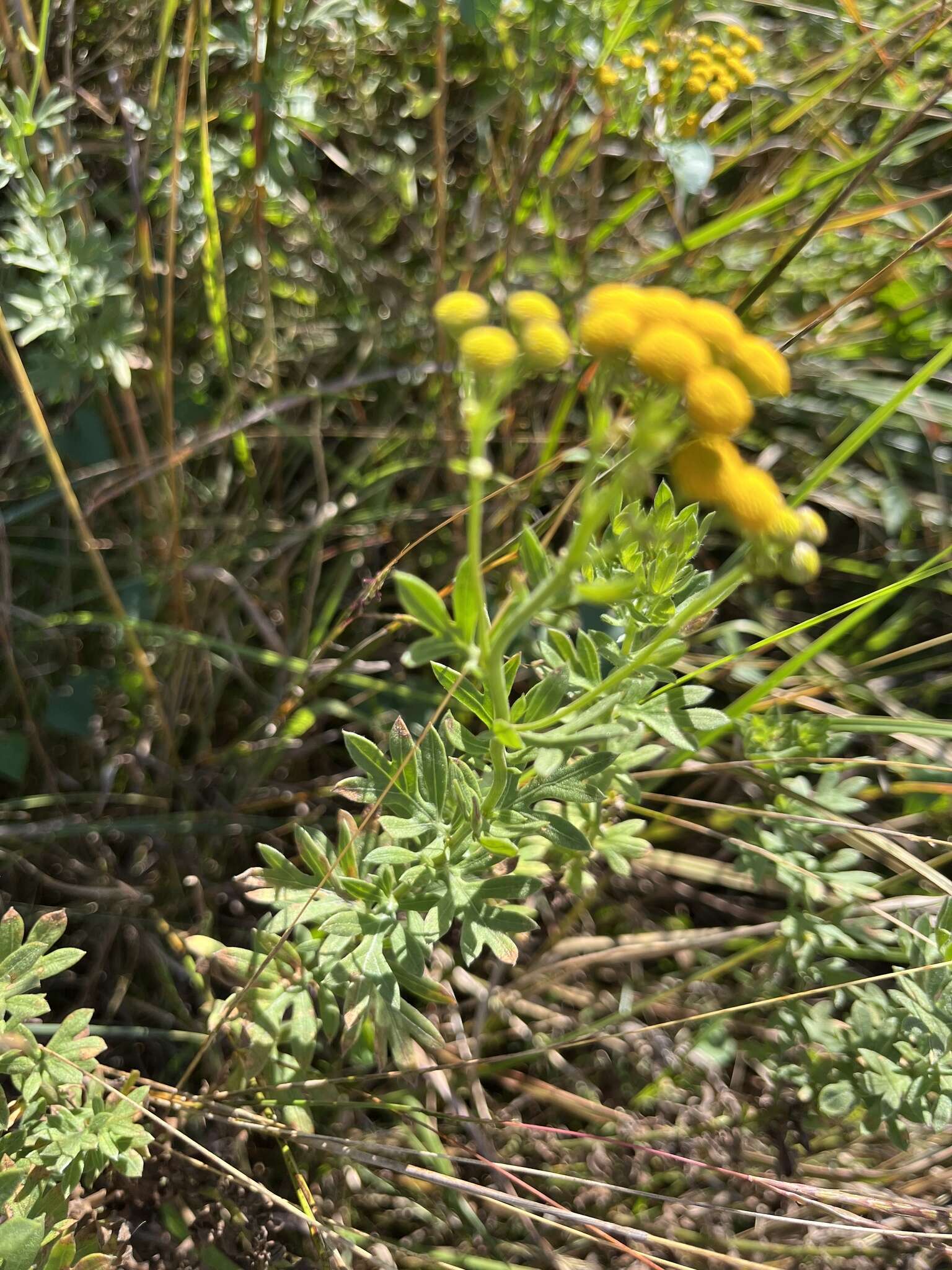 Image of Schistostephium crataegifolium (DC.) Fenzl ex Harv. & Sond.