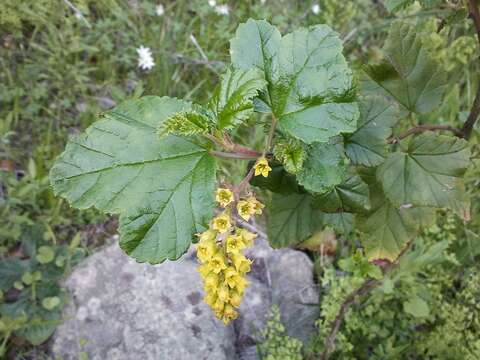 Image of Ribes punctatum Ruiz & Pav.