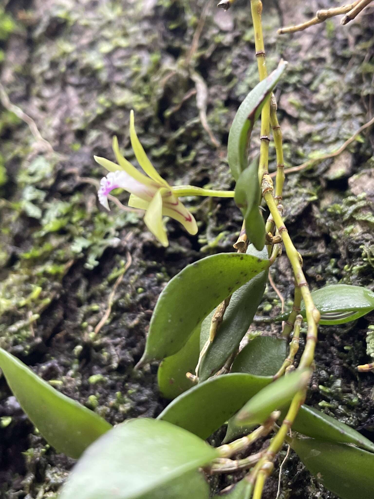 Imagem de Dendrobium pugioniforme A. Cunn. ex Lindl.