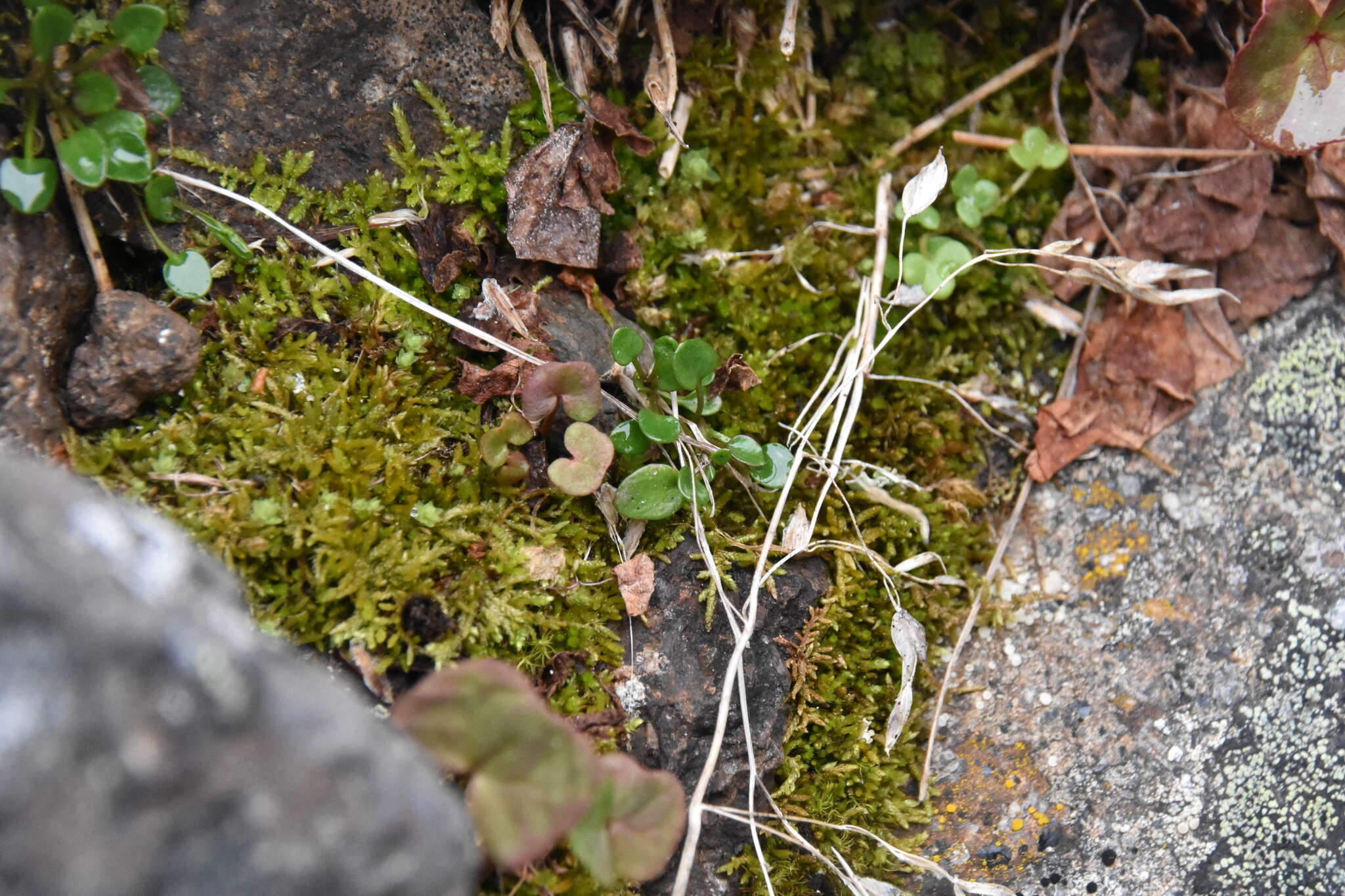 Image of alpine cress