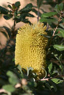 Image of golden stalk banksia