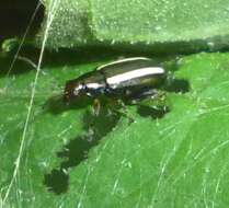 Image of Elongate Flea Beetle