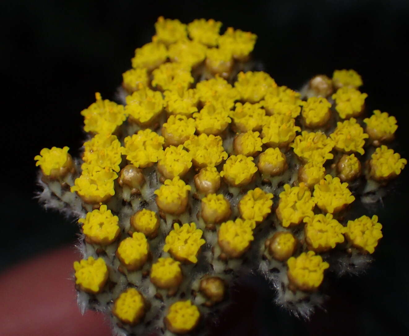 Слика од Helichrysum dasyanthum (Willd.) Sw.