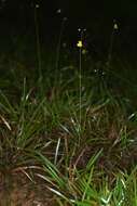 Image of Utricularia hispida Lam.