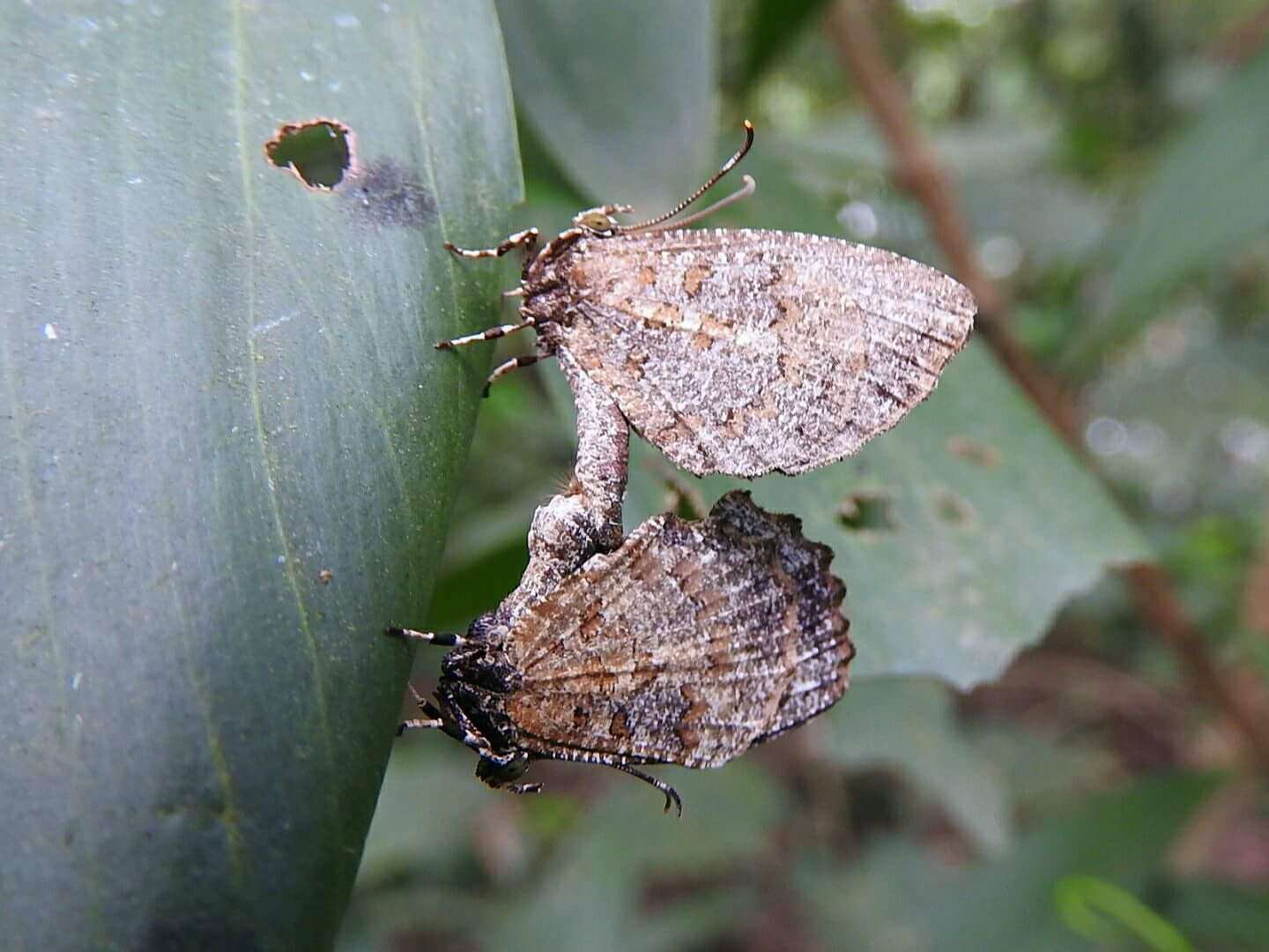 Image of Logania marmorata damis Fruhstorfer 1914