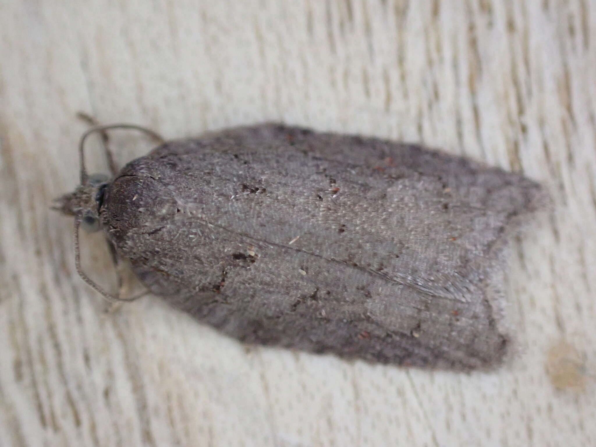 صورة Acleris sparsana Denis & Schiffermüller 1776