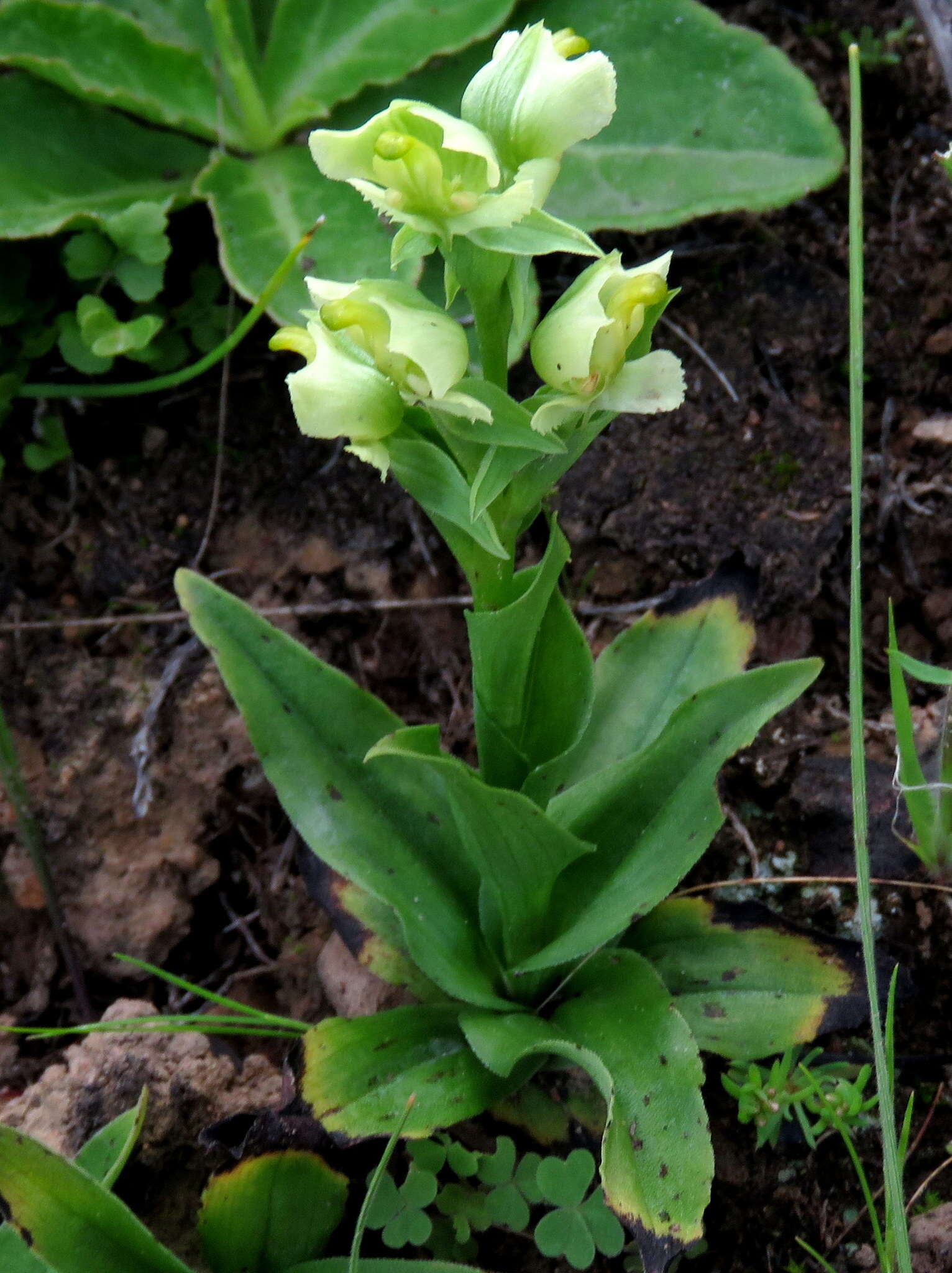 Pterygodium alatum (Thunb.) Sw. resmi