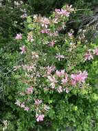 Plancia ëd Bauhinia macranthera Hemsl.