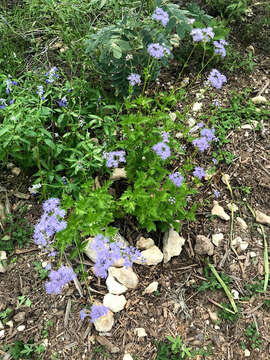 Image of Pinked Mistflower