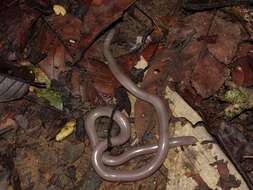 Image of Olive Blind Snake