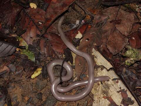 Image of long-tailed blind snakes