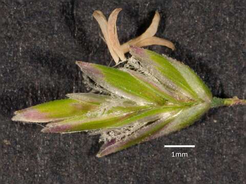 Image of Poa ensiformis Vickery