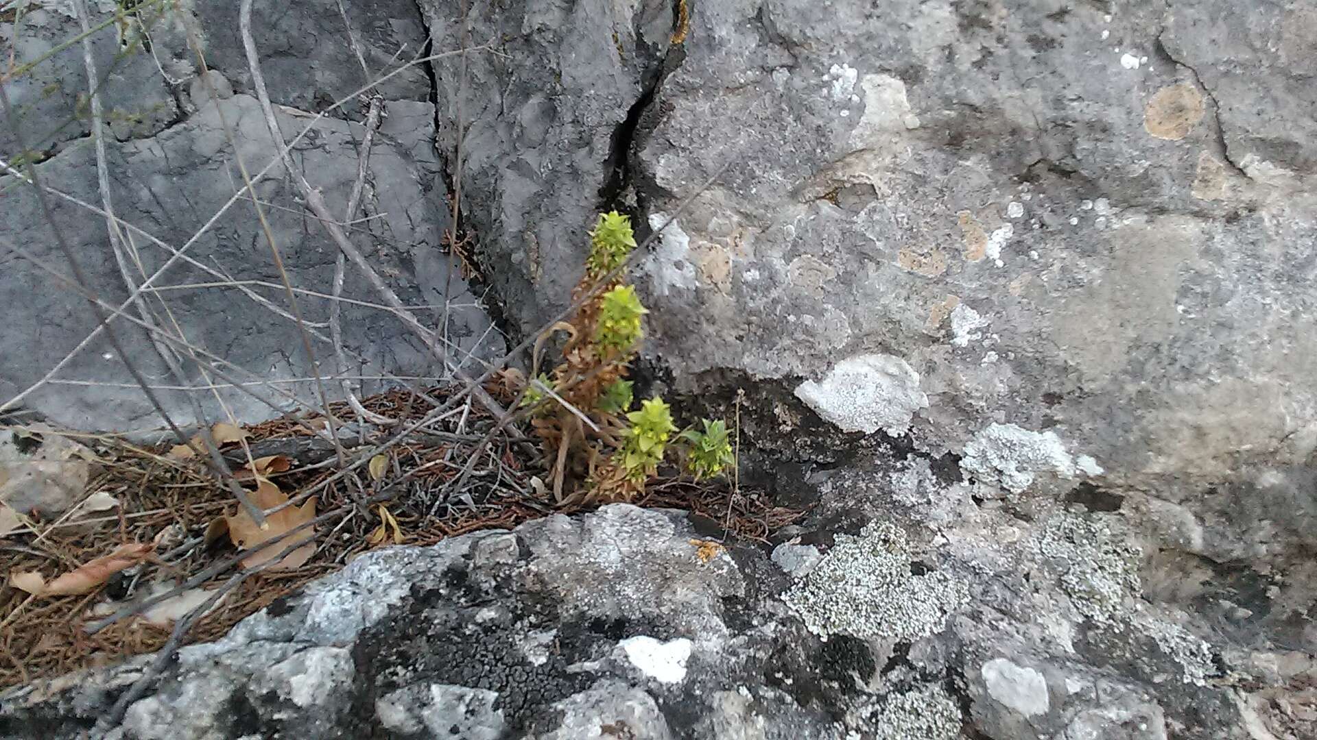 Image of mountain ironwort