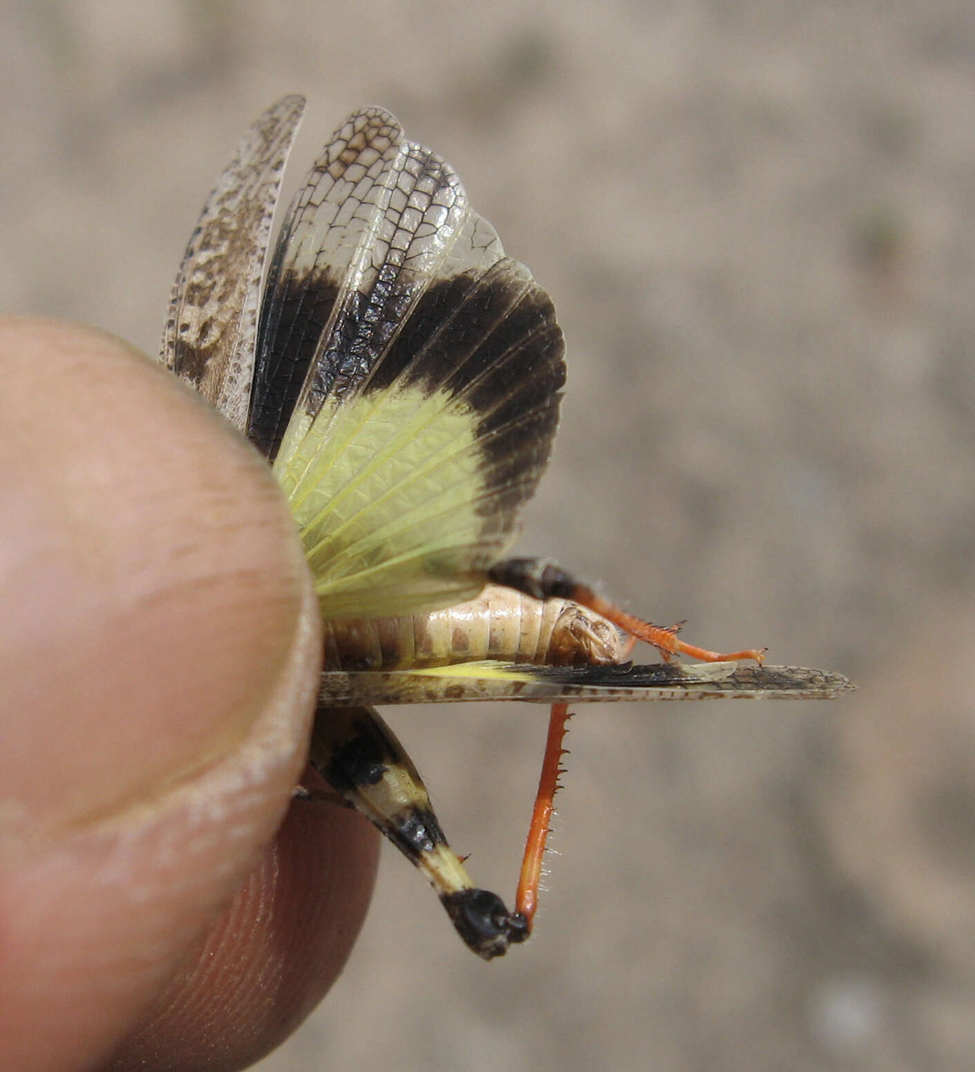 Image of Mottled Sand Grasshopper