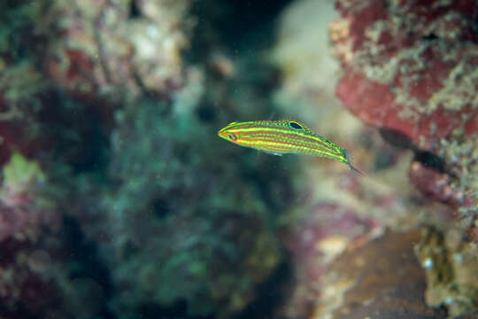 Image of Ornamental wrasse