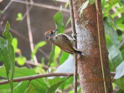 Image of Fine-barred Piculet