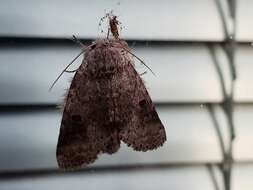 Image of Variable Oakleaf Caterpillar Moth