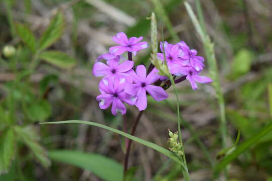 Image of Lighthipe's phlox