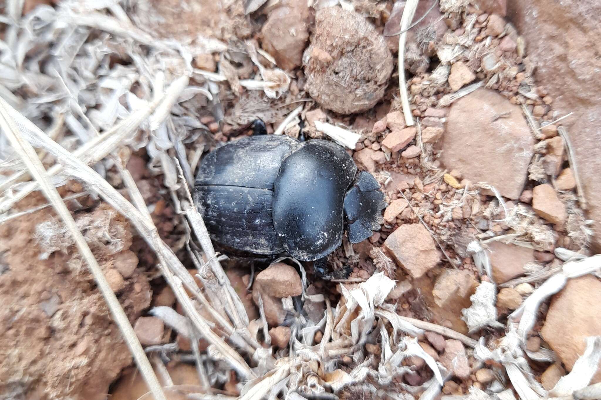 صورة Scarabaeus rusticus (Boheman 1857)