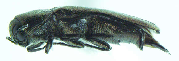 Image of Agrilus ventralis Horn 1891