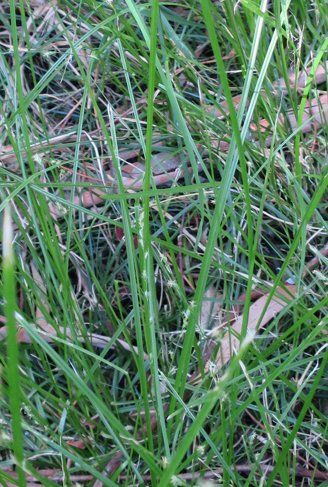 Image of grassland sedge