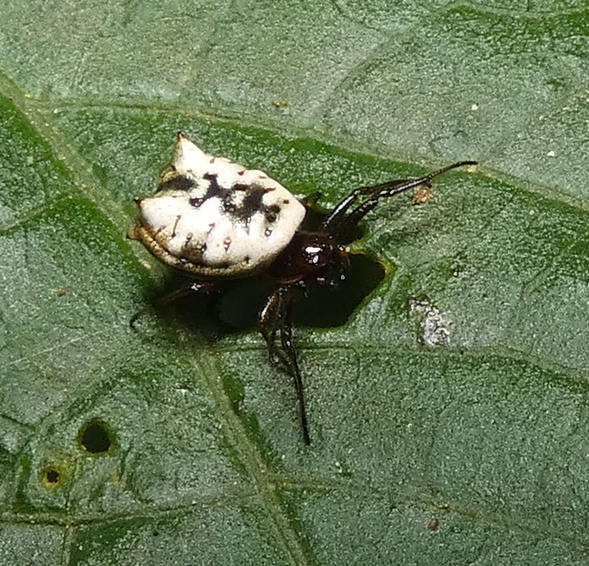 Image of Micrathena patruelis (C. L. Koch 1839)