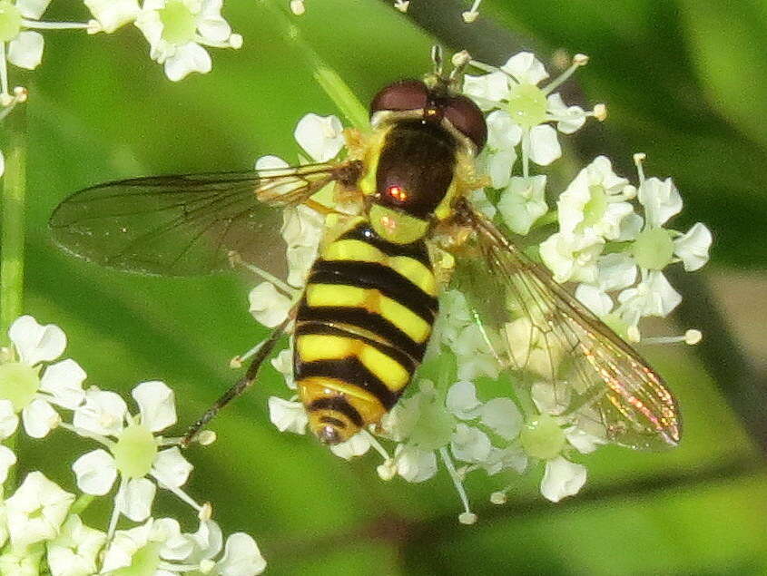 <i>Epistrophella emarginata</i> resmi