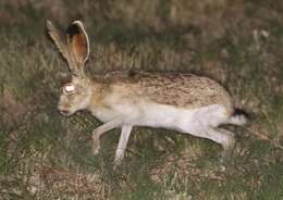 Lepus callotis Wagler 1830 resmi