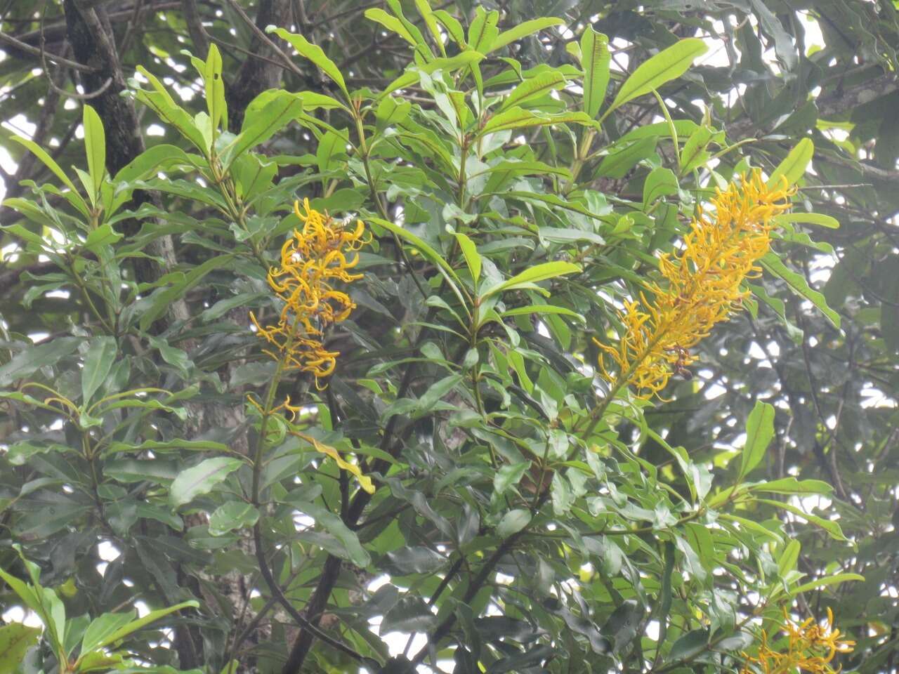 Image de Vochysia angelica M. C. Vianna & Fontella