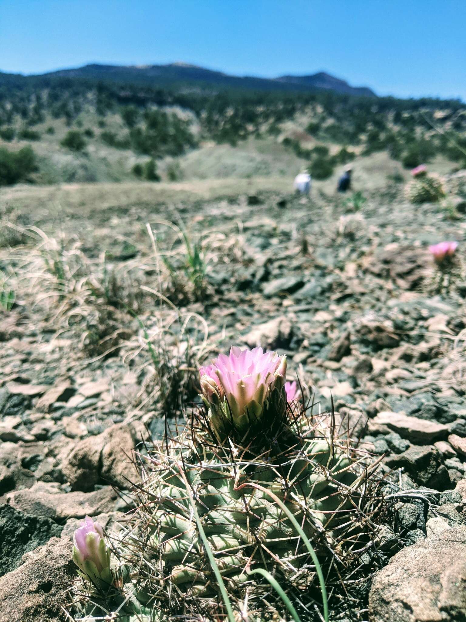 Image of Colorado hookless cactus