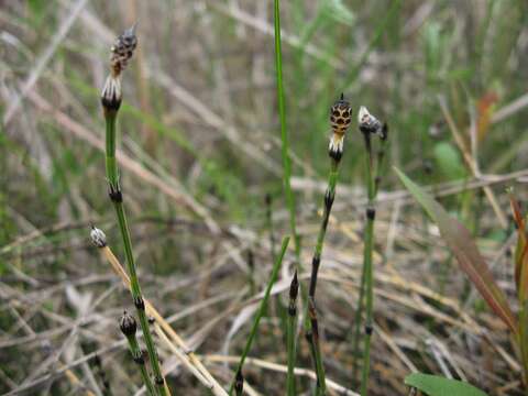 Image of variegated horsetail