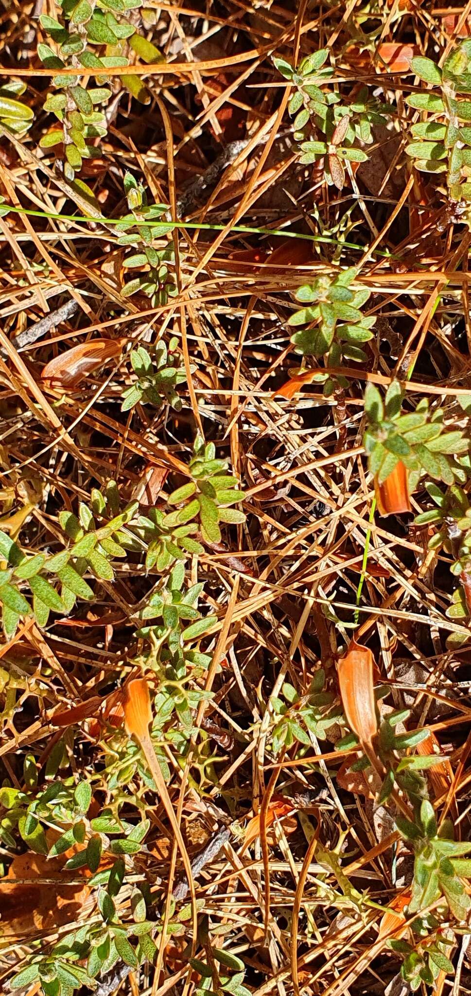 Image of Pimelea suteri T. Kirk