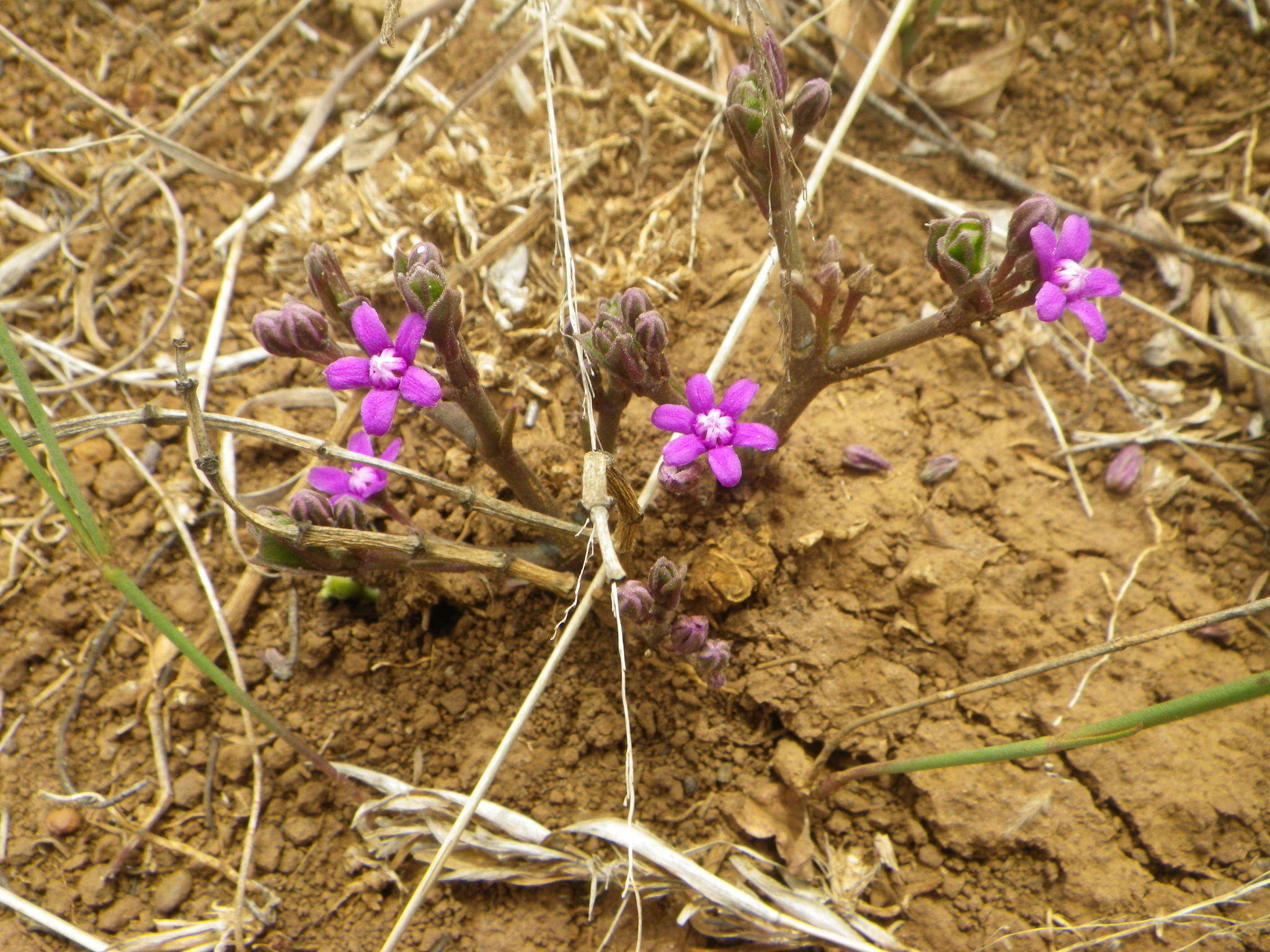 Raphionacme hirsuta (E. Mey.)的圖片