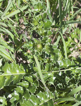 Слика од Cirsium maritimum Makino