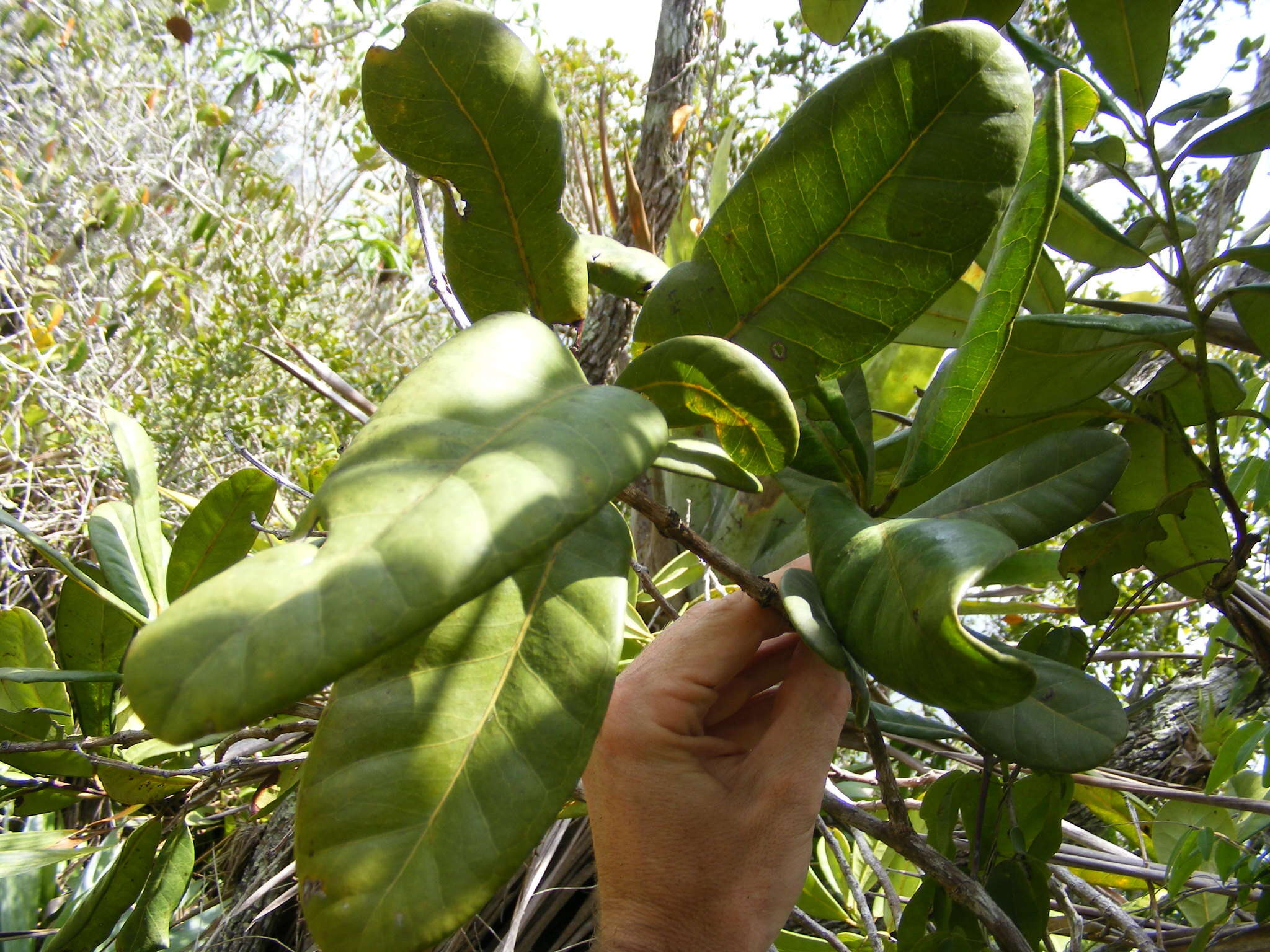 Image of Pimenta jamaicensis (Britton & Harris) Proctor