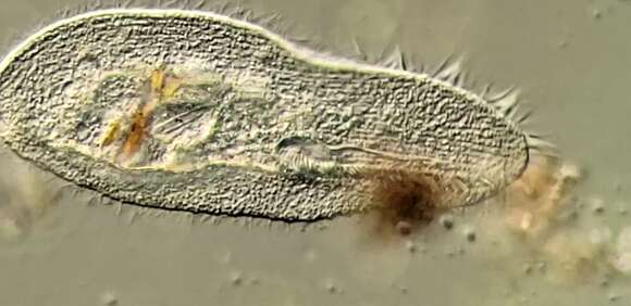 Image of Peritromus tetramacronucleatus Ozaki & Yagiu 1941