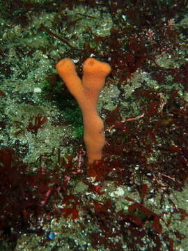 Image of Orange finger sponge