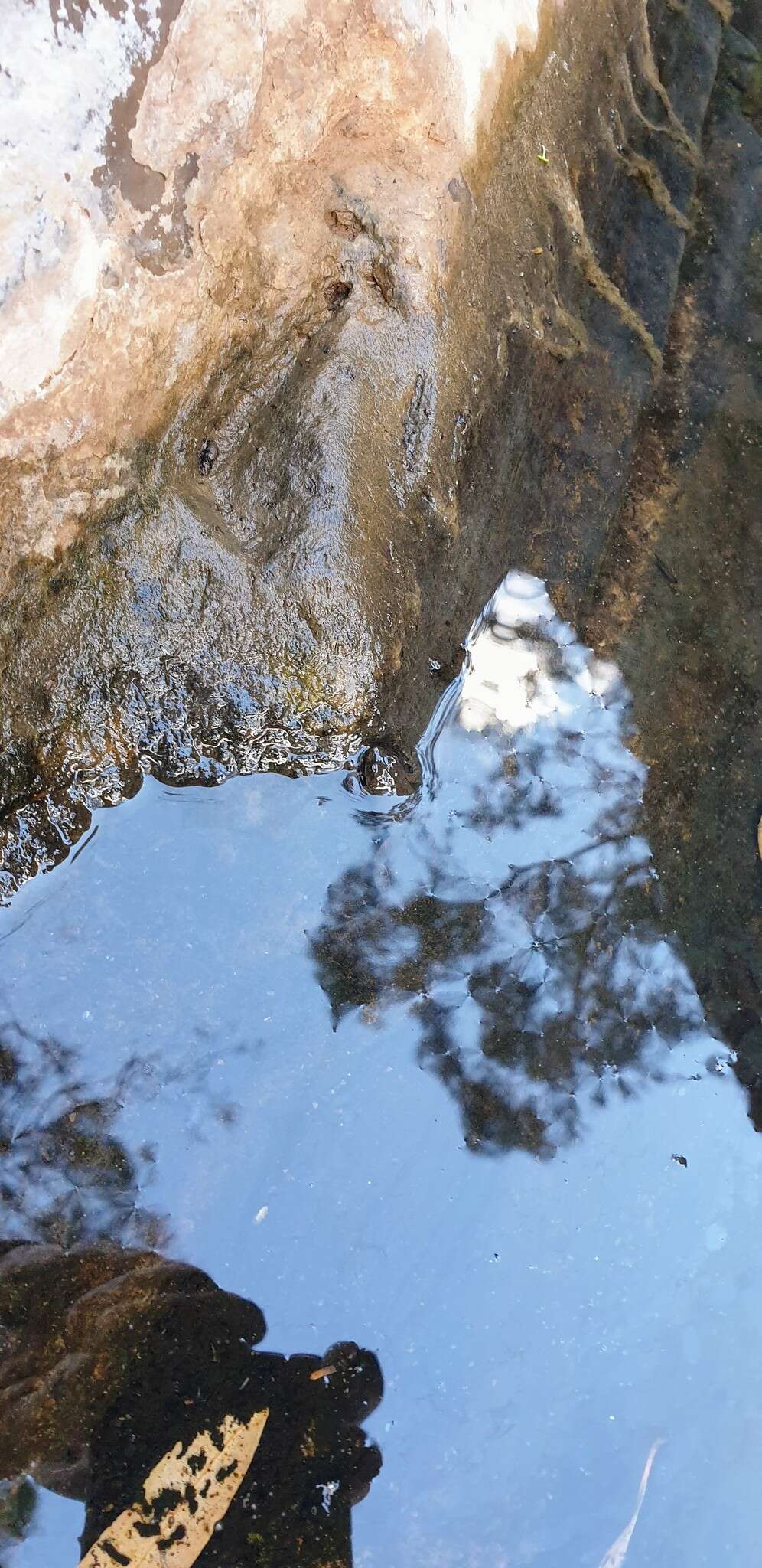 Image of Northern Flinders Ranges froglet