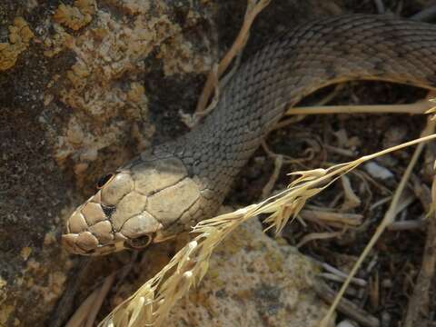 Image of Spotted Desert Racer