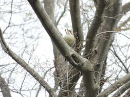 Image of Japanese Green Woodpecker