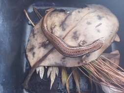 Image of Speckled Skink