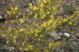 Imagem de Acacia aspera subsp. aspera