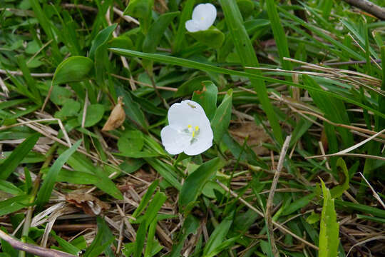 Image of Commelina platyphylla Klotzsch ex Seub.