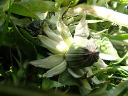 Слика од Taraxacum piceatum Dahlst.